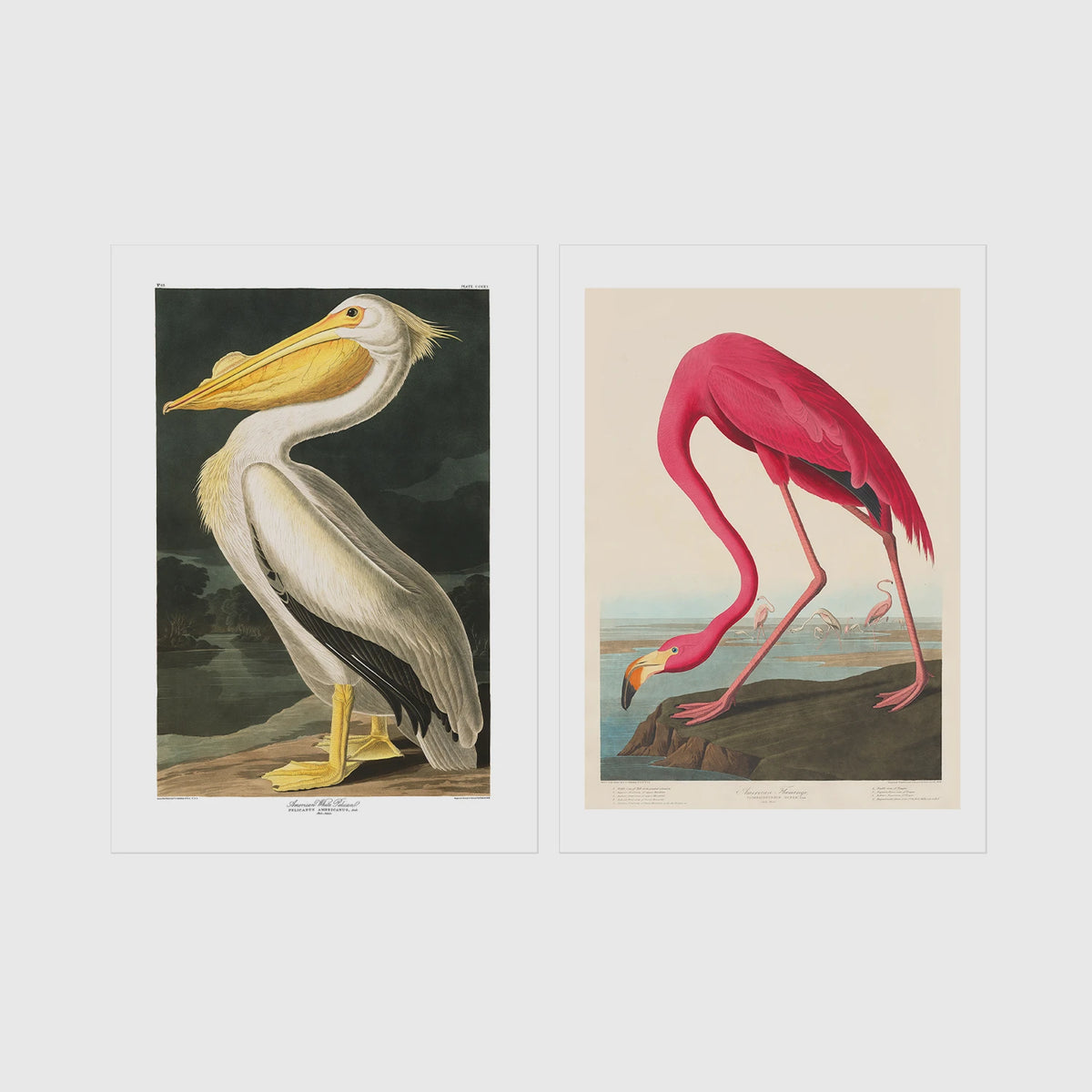 Set of 2 framed prints, Audubon-style vintage bird illustrations: a white pelican; and a flamingo bending to feed — unframed