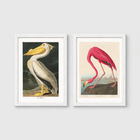Set of 2 framed prints, Audubon-style vintage bird illustrations: a white pelican; and a flamingo bending to feed — unframed