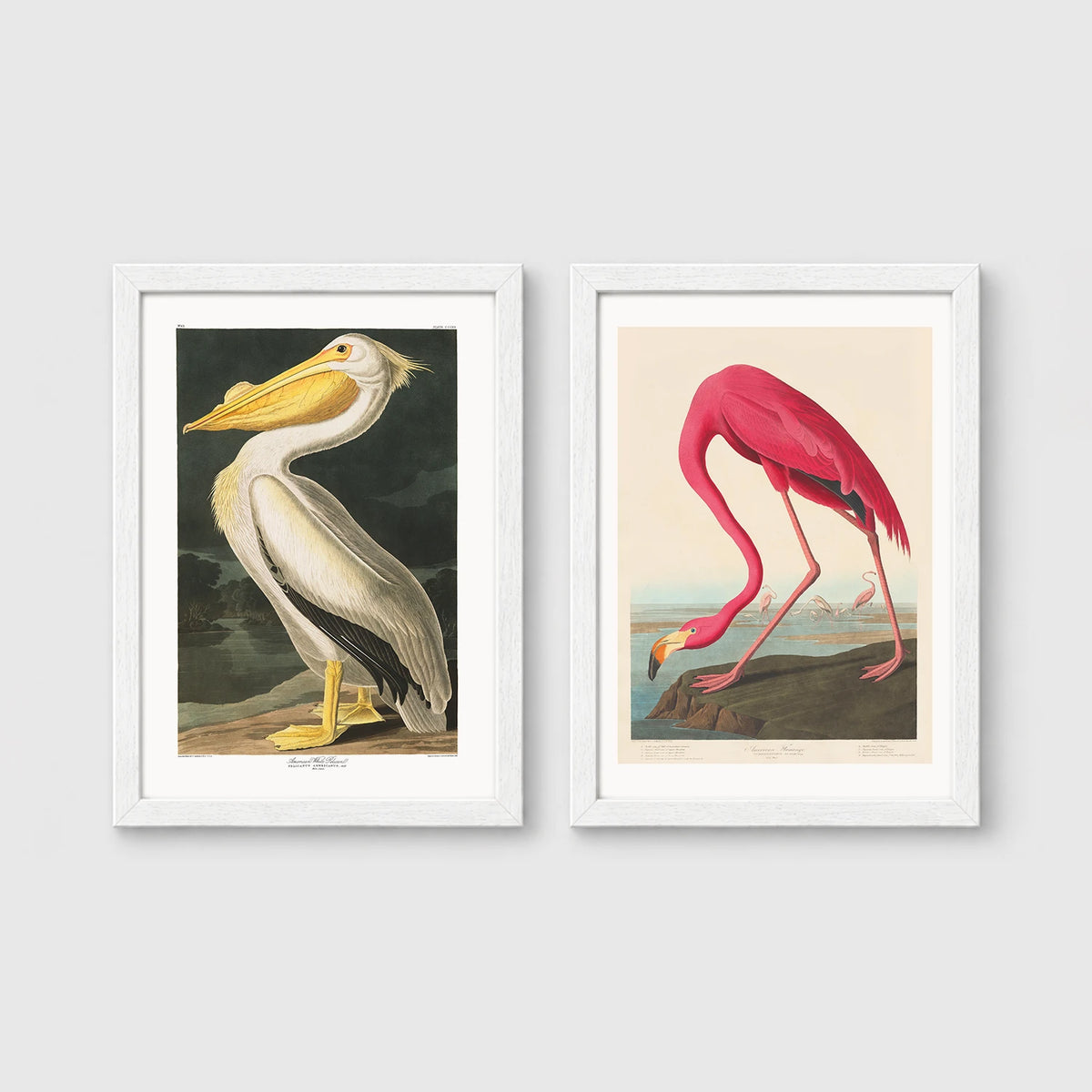 Set of 2 framed prints, Audubon-style vintage bird illustrations: a white pelican; and a flamingo bending to feed — unframed