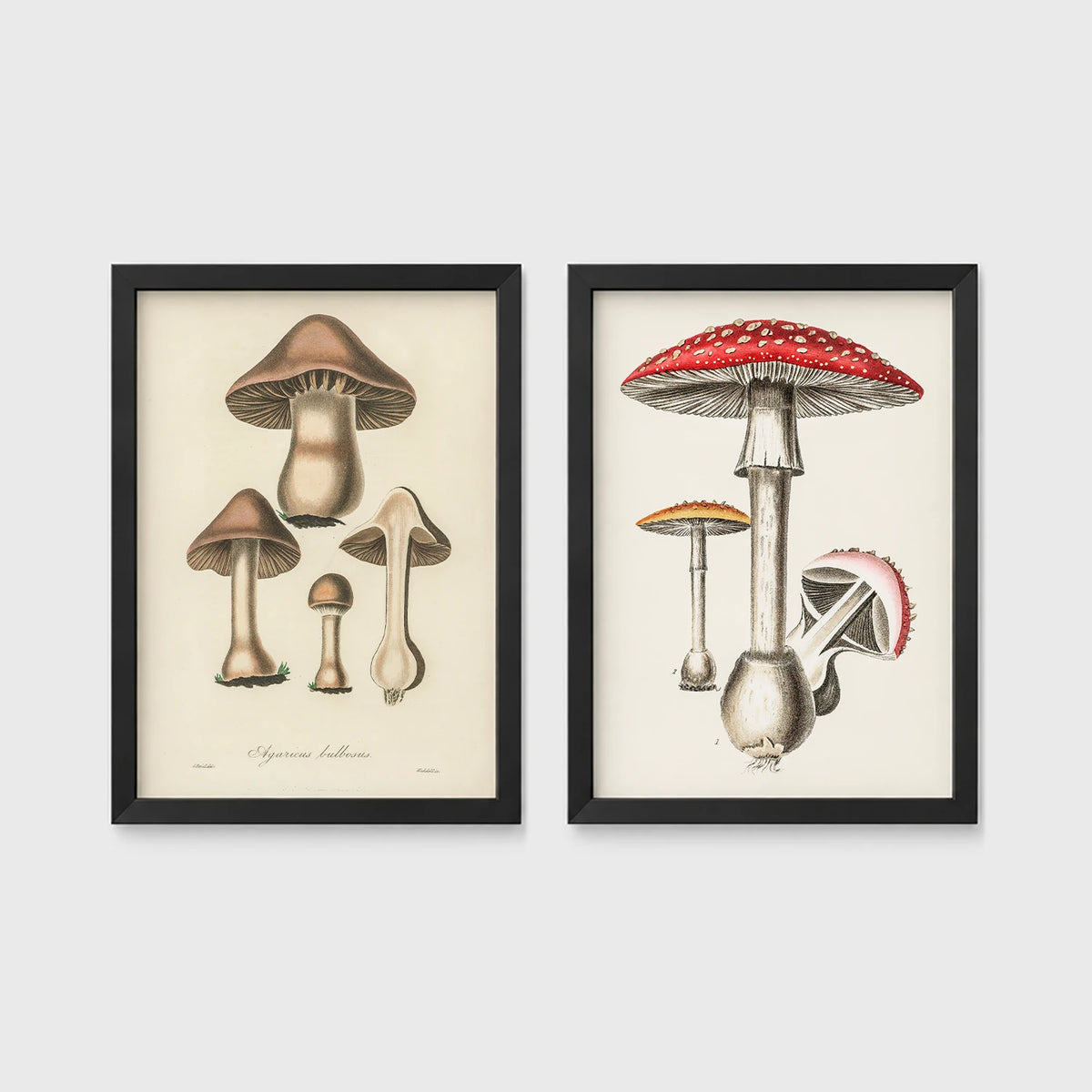 Set of 2 framed prints, antique botanical mushroom illustrations: brown mushrooms in a botanical illustration; and red-capped fly agaric mushrooms in a botanical illustration — unframed