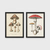 Set of 2 framed prints, antique botanical mushroom illustrations: brown mushrooms in a botanical illustration; and red-capped fly agaric mushrooms in a botanical illustration — unframed