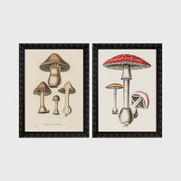 Set of 2 framed prints, antique botanical mushroom illustrations: brown mushrooms in a botanical illustration; and red-capped fly agaric mushrooms in a botanical illustration — unframed