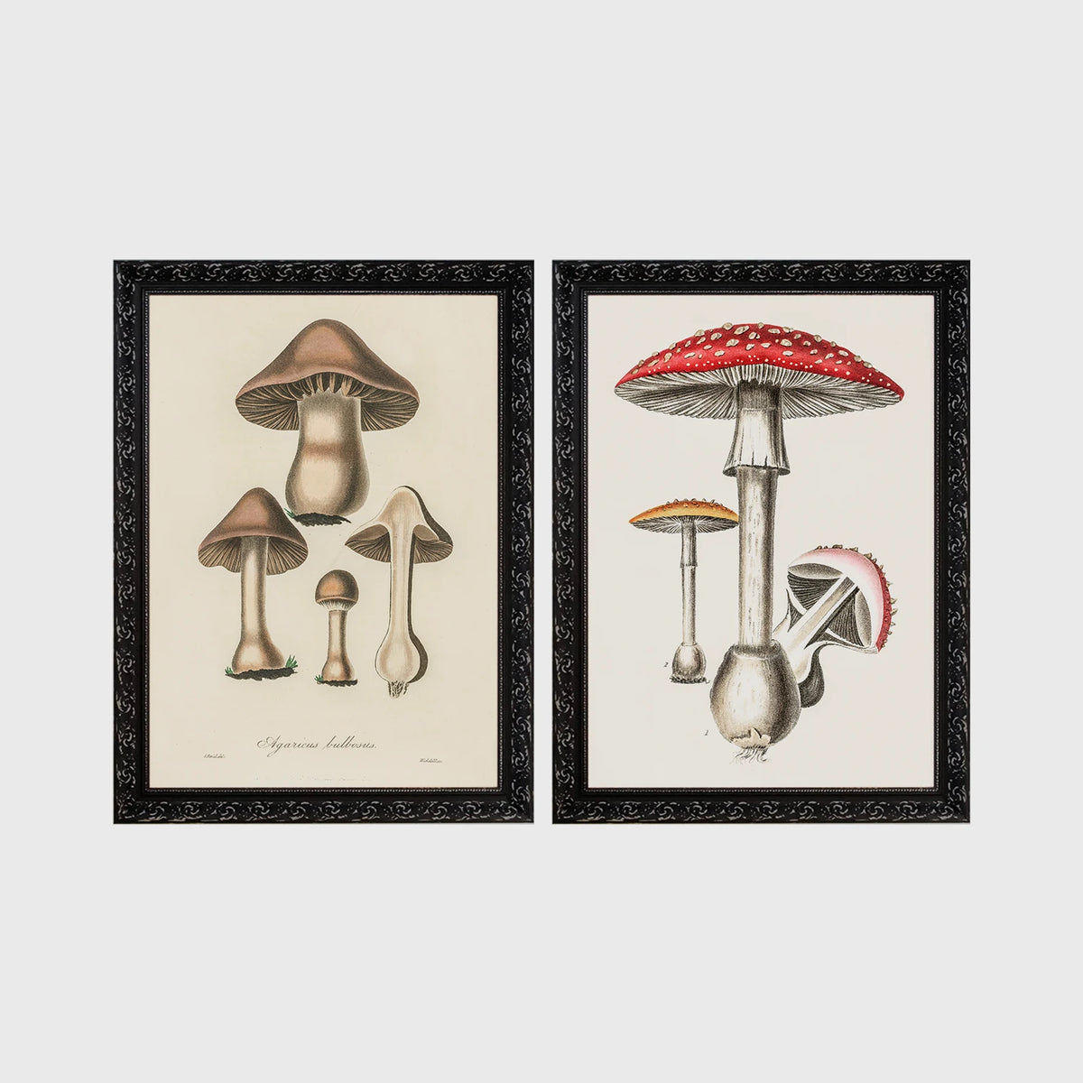 Set of 2 framed prints, antique botanical mushroom illustrations: brown mushrooms in a botanical illustration; and red-capped fly agaric mushrooms in a botanical illustration — unframed