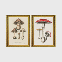 Set of 2 framed prints, antique botanical mushroom illustrations: brown mushrooms in a botanical illustration; and red-capped fly agaric mushrooms in a botanical illustration — unframed