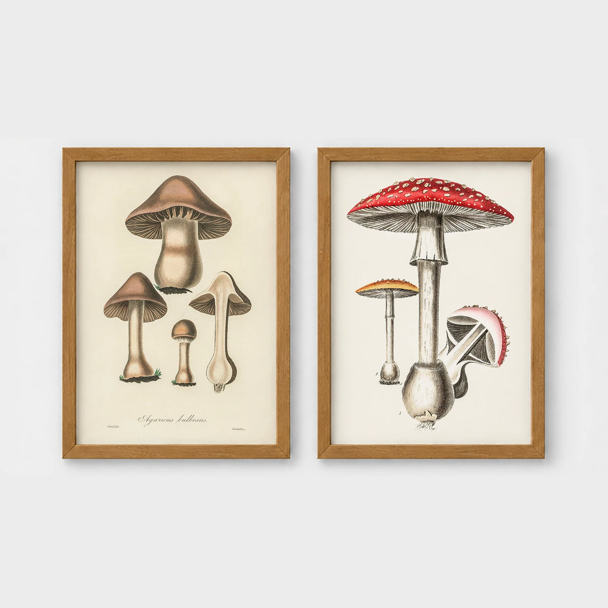 Set of 2 framed prints, antique botanical mushroom illustrations: brown mushrooms in a botanical illustration; and red-capped fly agaric mushrooms in a botanical illustration — unframed