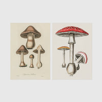 Set of 2 framed prints, antique botanical mushroom illustrations: brown mushrooms in a botanical illustration; and red-capped fly agaric mushrooms in a botanical illustration — unframed