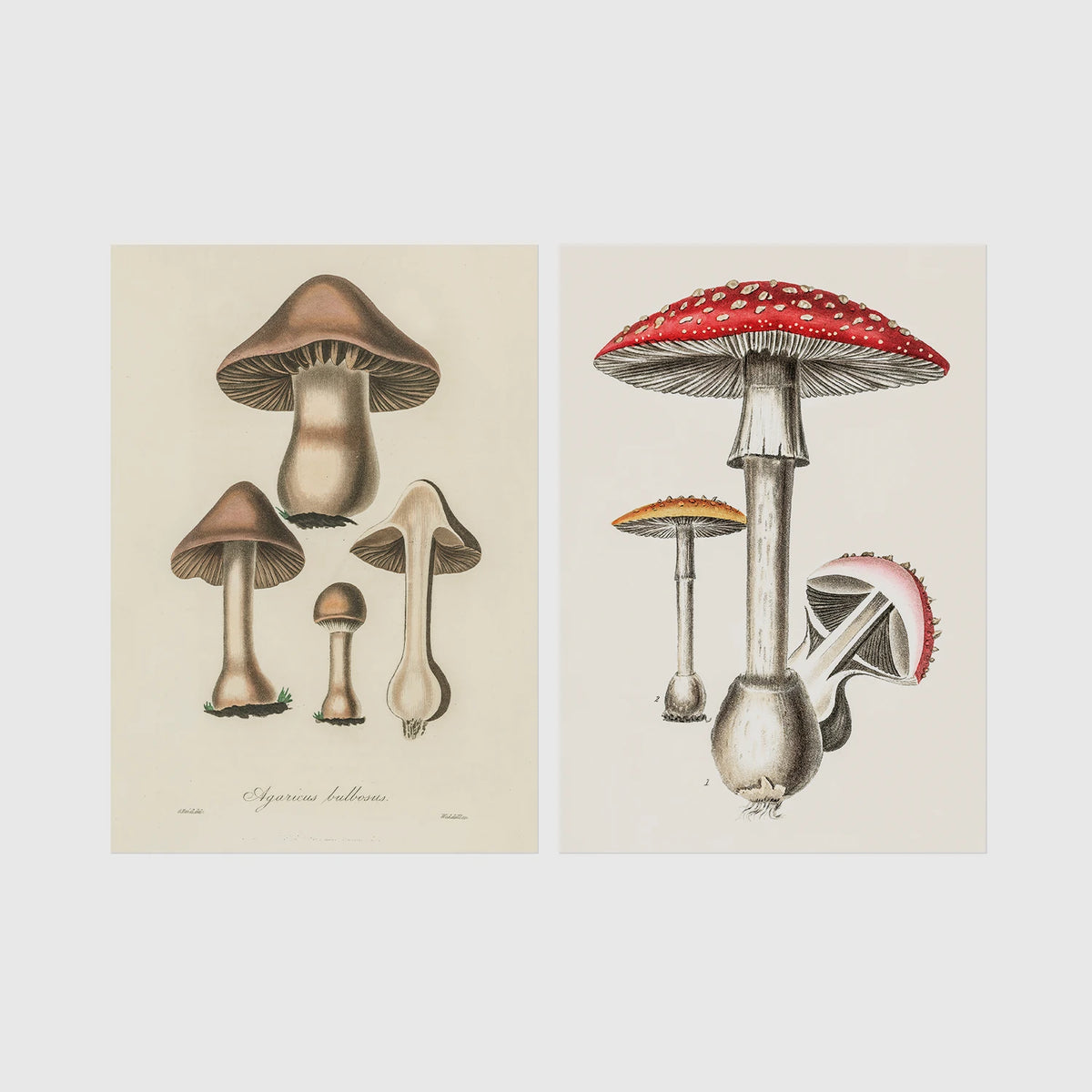 Set of 2 framed prints, antique botanical mushroom illustrations: brown mushrooms in a botanical illustration; and red-capped fly agaric mushrooms in a botanical illustration — unframed