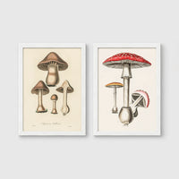 Set of 2 framed prints, antique botanical mushroom illustrations: brown mushrooms in a botanical illustration; and red-capped fly agaric mushrooms in a botanical illustration — unframed