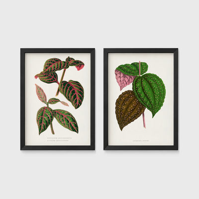 Set of 2 framed prints, antique botanical leaf illustrations: a pink and green striped leaf; and speckled purple and green leaves — unframed