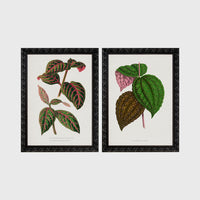 Set of 2 framed prints, antique botanical leaf illustrations: a pink and green striped leaf; and speckled purple and green leaves — unframed