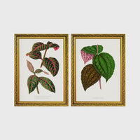 Set of 2 framed prints, antique botanical leaf illustrations: a pink and green striped leaf; and speckled purple and green leaves — unframed