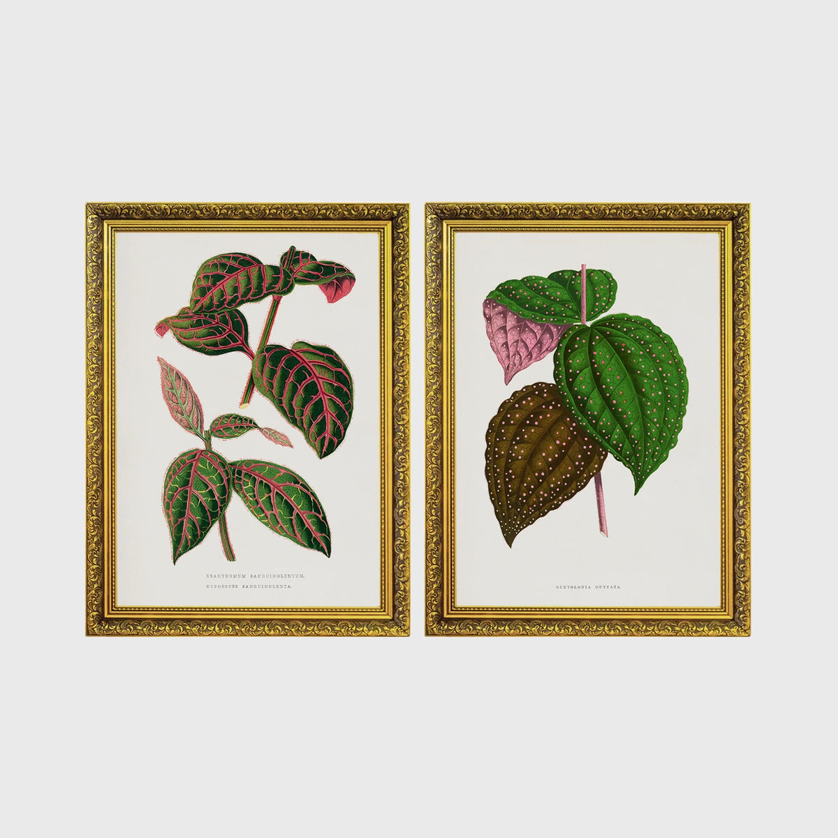 Set of 2 framed prints, antique botanical leaf illustrations: a pink and green striped leaf; and speckled purple and green leaves — unframed