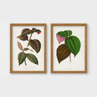 Set of 2 framed prints, antique botanical leaf illustrations: a pink and green striped leaf; and speckled purple and green leaves — unframed