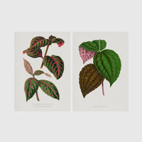Set of 2 framed prints, antique botanical leaf illustrations: a pink and green striped leaf; and speckled purple and green leaves — unframed