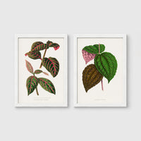 Set of 2 framed prints, antique botanical leaf illustrations: a pink and green striped leaf; and speckled purple and green leaves — unframed