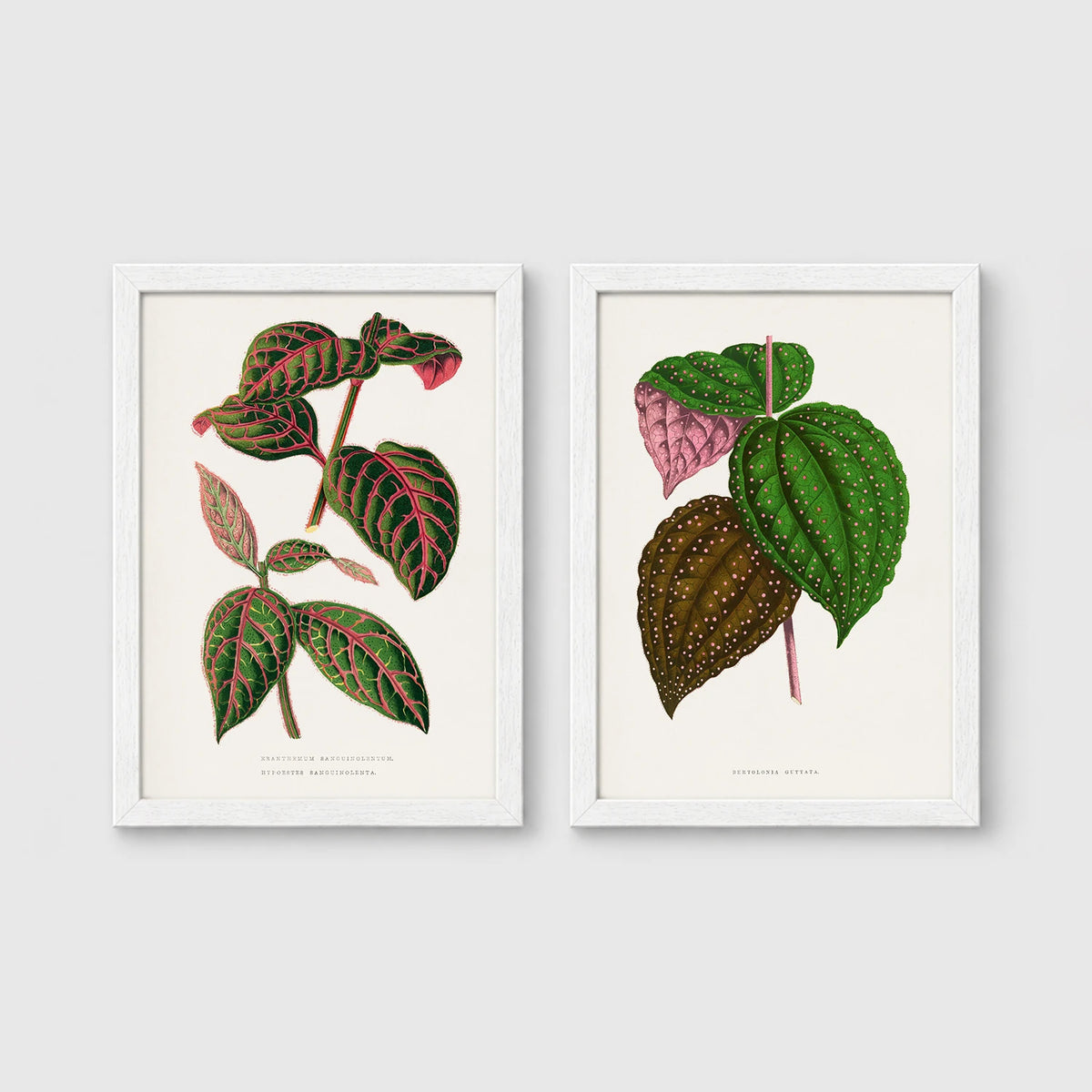 Set of 2 framed prints, antique botanical leaf illustrations: a pink and green striped leaf; and speckled purple and green leaves — unframed
