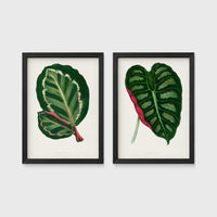 Set of 2 framed prints, antique botanical leaf illustrations: a dark green variegated leaf with pink undertones; and a dark green variegated leaf with a pink stem — unframed