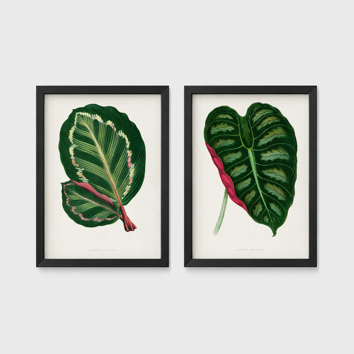 Set of 2 framed prints, antique botanical leaf illustrations: a dark green variegated leaf with pink undertones; and a dark green variegated leaf with a pink stem — unframed