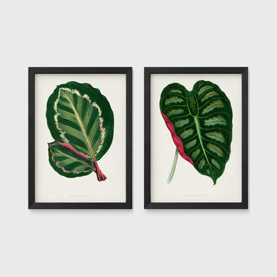 Set of 2 framed prints, antique botanical leaf illustrations: a dark green variegated leaf with pink undertones; and a dark green variegated leaf with a pink stem — unframed
