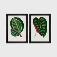 Set of 2 framed prints, antique botanical leaf illustrations: a dark green variegated leaf with pink undertones; and a dark green variegated leaf with a pink stem — unframed