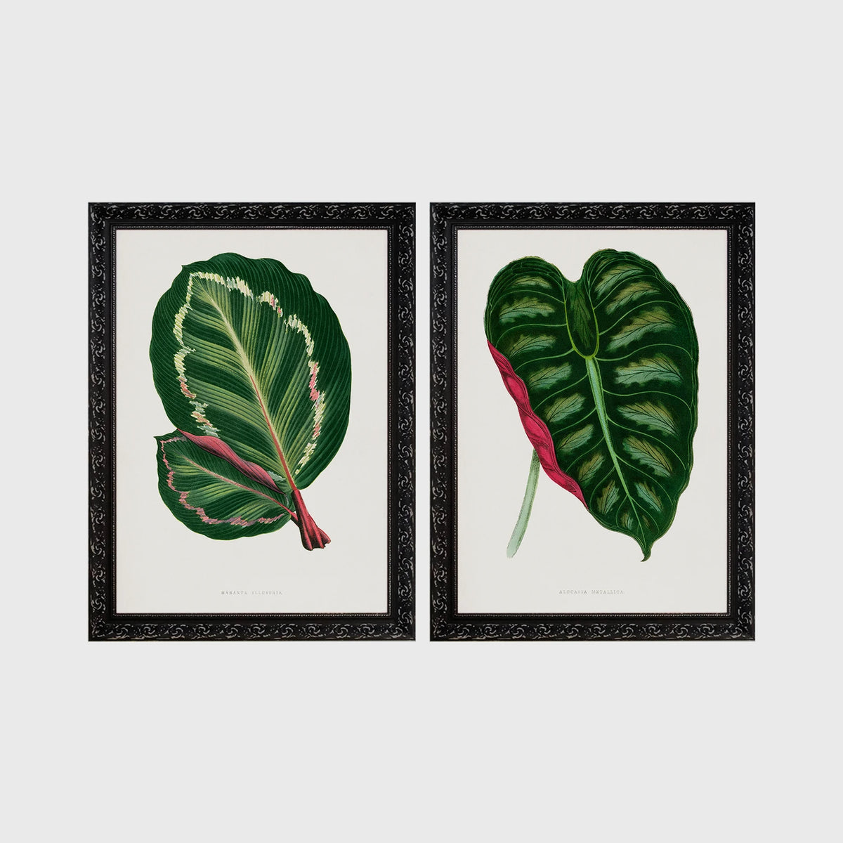 Set of 2 framed prints, antique botanical leaf illustrations: a dark green variegated leaf with pink undertones; and a dark green variegated leaf with a pink stem — unframed