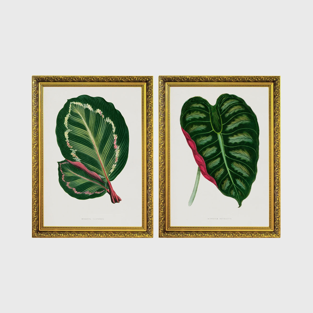 Set of 2 framed prints, antique botanical leaf illustrations: a dark green variegated leaf with pink undertones; and a dark green variegated leaf with a pink stem — unframed
