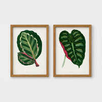 Set of 2 framed prints, antique botanical leaf illustrations: a dark green variegated leaf with pink undertones; and a dark green variegated leaf with a pink stem — unframed