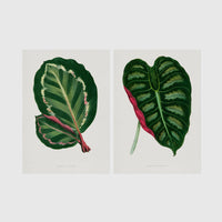 Set of 2 framed prints, antique botanical leaf illustrations: a dark green variegated leaf with pink undertones; and a dark green variegated leaf with a pink stem — unframed