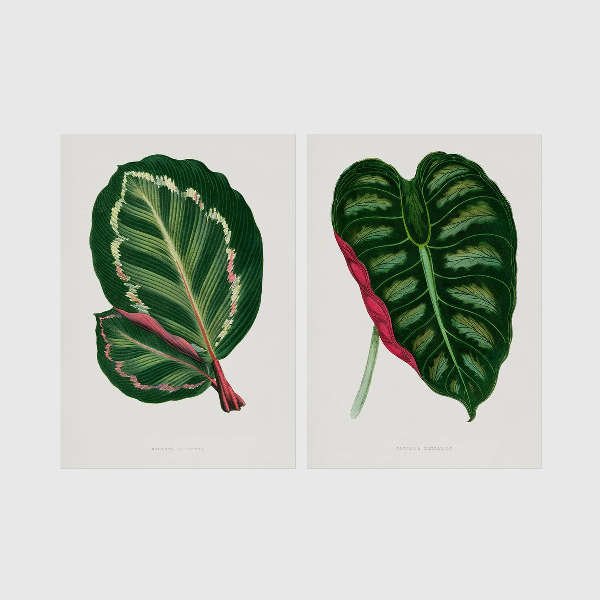 Set of 2 framed prints, antique botanical leaf illustrations: a dark green variegated leaf with pink undertones; and a dark green variegated leaf with a pink stem — unframed