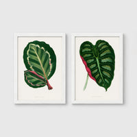 Set of 2 framed prints, antique botanical leaf illustrations: a dark green variegated leaf with pink undertones; and a dark green variegated leaf with a pink stem — unframed