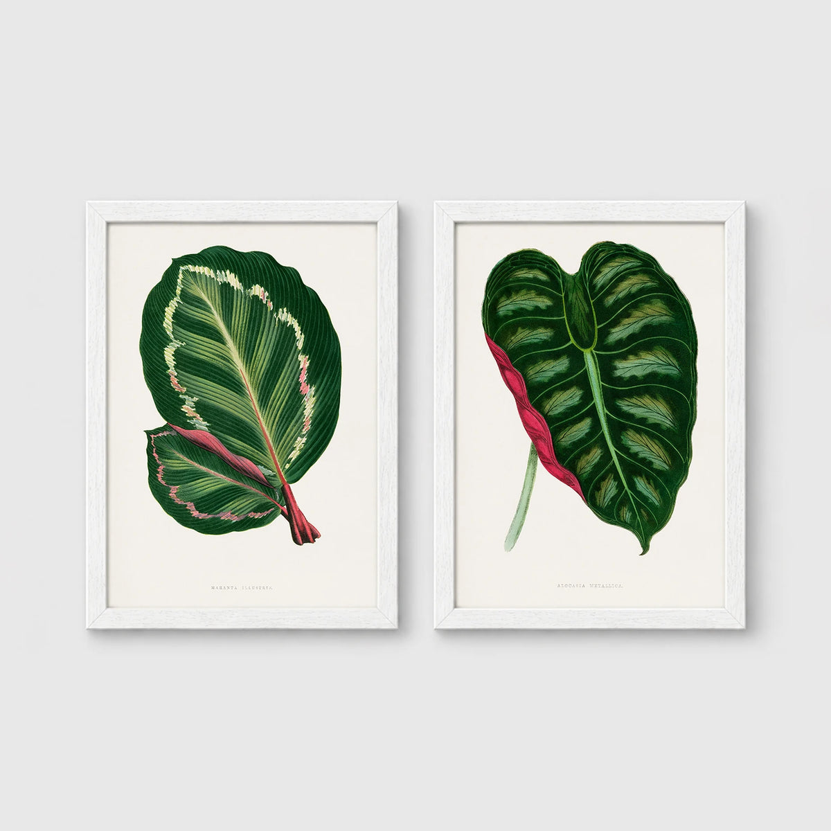 Set of 2 framed prints, antique botanical leaf illustrations: a dark green variegated leaf with pink undertones; and a dark green variegated leaf with a pink stem — unframed