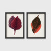 Set of 2 framed prints, antique botanical leaf illustrations: deep burgundy and purple leaves; and an orange and dark speckled leaf — unframed