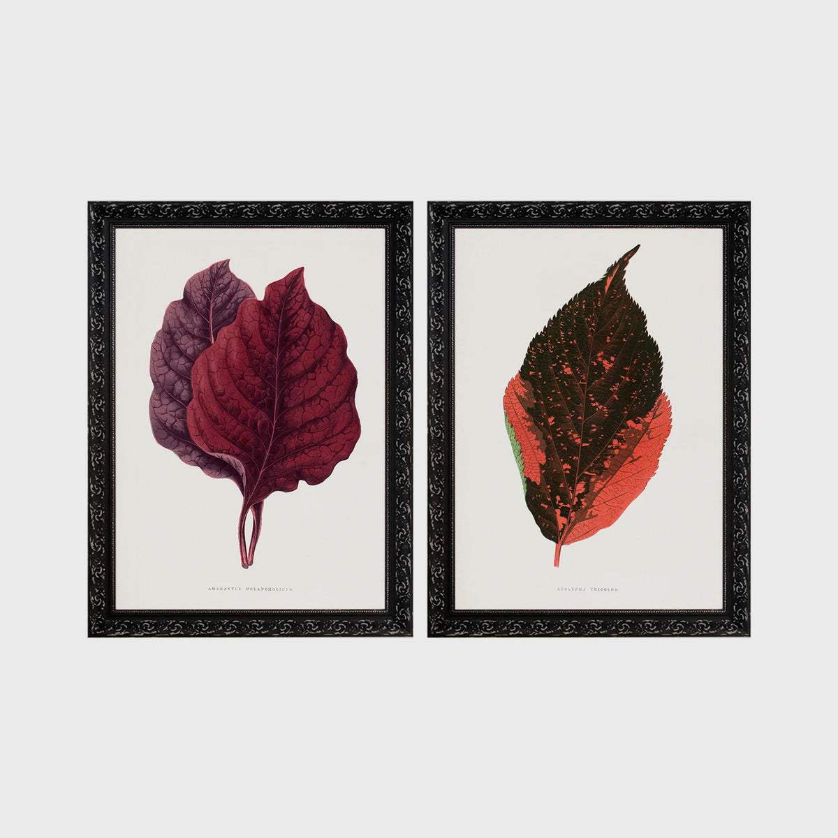 Set of 2 framed prints, antique botanical leaf illustrations: deep burgundy and purple leaves; and an orange and dark speckled leaf — unframed