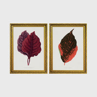 Set of 2 framed prints, antique botanical leaf illustrations: deep burgundy and purple leaves; and an orange and dark speckled leaf — unframed