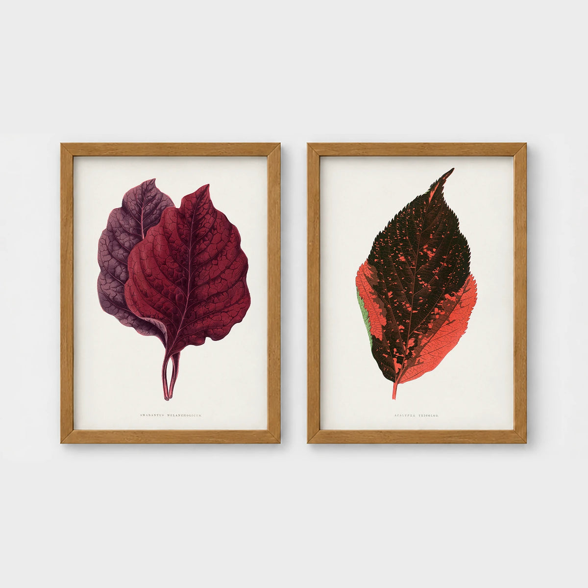 Set of 2 framed prints, antique botanical leaf illustrations: deep burgundy and purple leaves; and an orange and dark speckled leaf — unframed