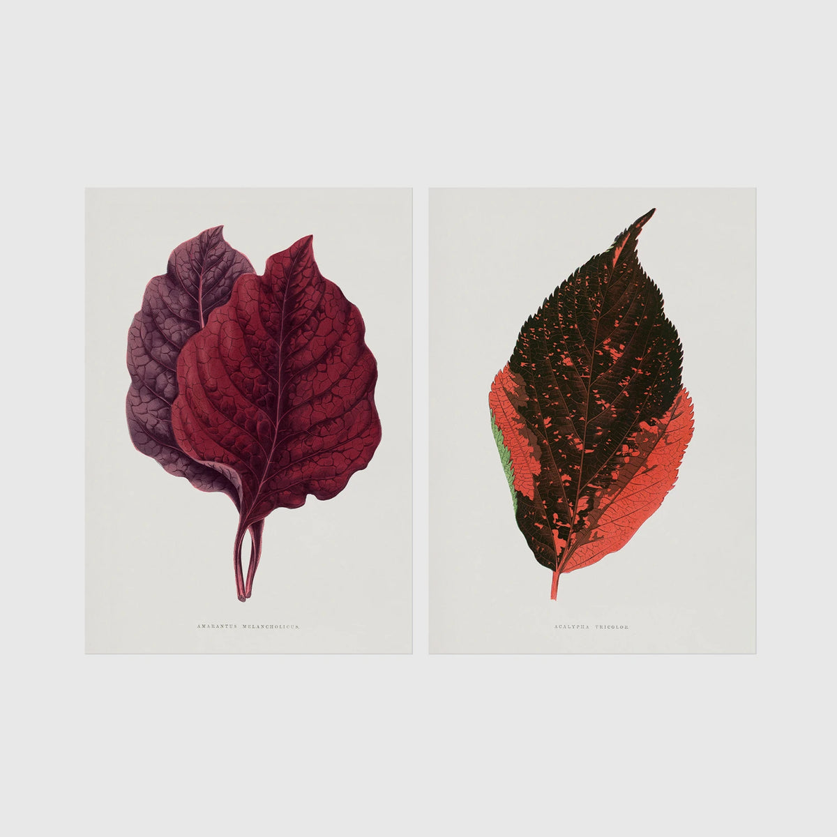 Set of 2 framed prints, antique botanical leaf illustrations: deep burgundy and purple leaves; and an orange and dark speckled leaf — unframed