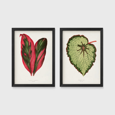 Set of 2 framed prints, antique botanical leaf illustrations: a red and green striped leaf; and a pale green textured begonia leaf — unframed