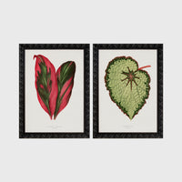 Set of 2 framed prints, antique botanical leaf illustrations: a red and green striped leaf; and a pale green textured begonia leaf — unframed