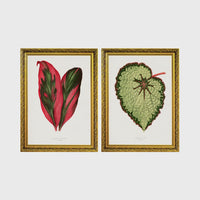 Set of 2 framed prints, antique botanical leaf illustrations: a red and green striped leaf; and a pale green textured begonia leaf — unframed