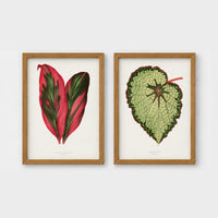Set of 2 framed prints, antique botanical leaf illustrations: a red and green striped leaf; and a pale green textured begonia leaf — unframed