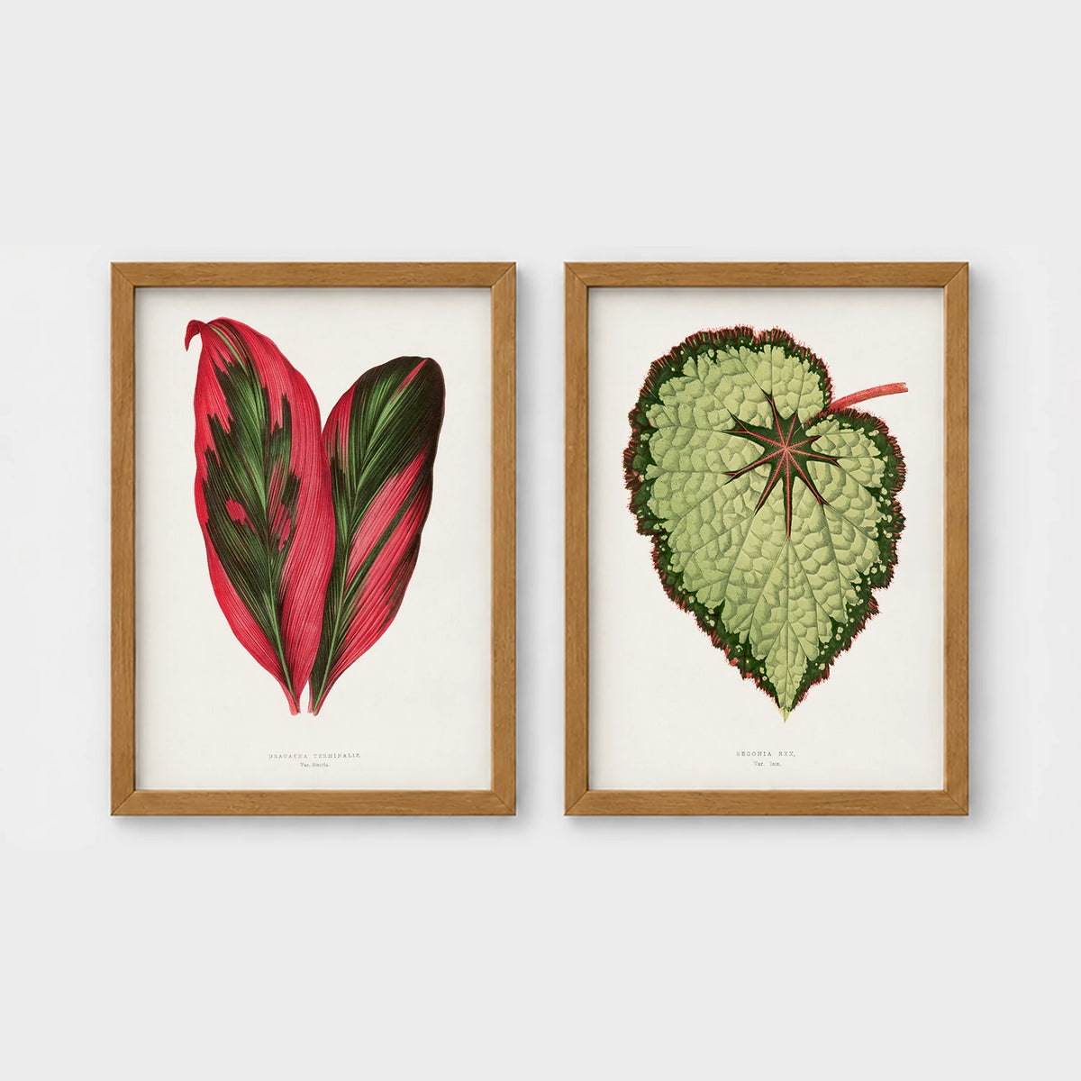 Set of 2 framed prints, antique botanical leaf illustrations: a red and green striped leaf; and a pale green textured begonia leaf — unframed