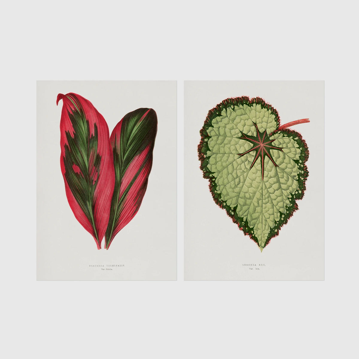 Set of 2 framed prints, antique botanical leaf illustrations: a red and green striped leaf; and a pale green textured begonia leaf — unframed