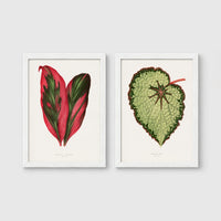 Set of 2 framed prints, antique botanical leaf illustrations: a red and green striped leaf; and a pale green textured begonia leaf — unframed
