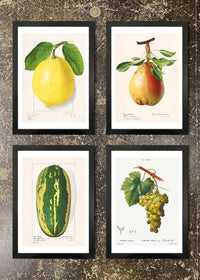 4 Prints & Frames - Large Fruit Prints
