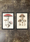 2 Prints & Frames - VINTAGE MUSHROOM PRINTS