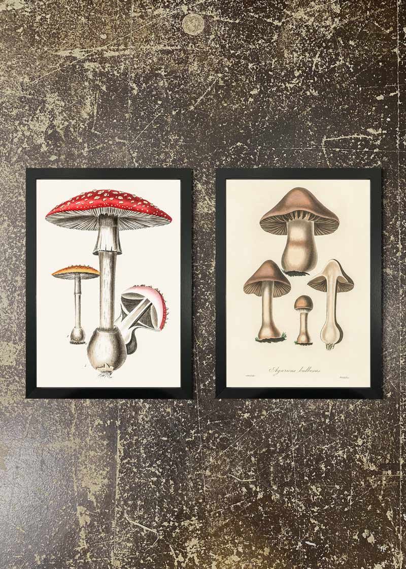 2 Prints & Frames - VINTAGE MUSHROOM PRINTS