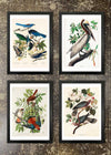 4 Prints & Frames - BIRDS, BROWN PELICAN, BAND-TAILED PIGEON, AMERICAN SPARROWHAWK