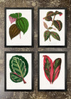 4 Prints & Frames - Botanical Leaves 05