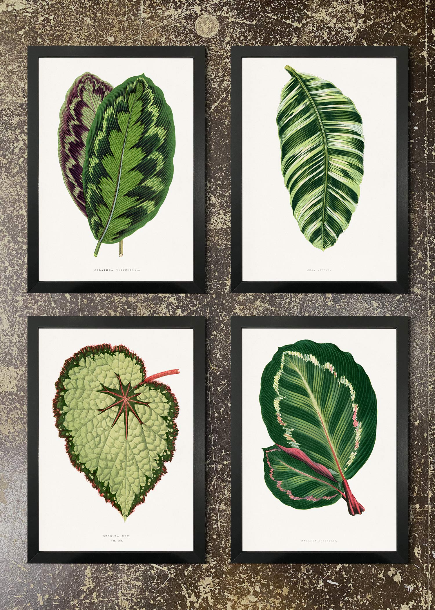 4 Prints & Frames - Botanical Leaves 06