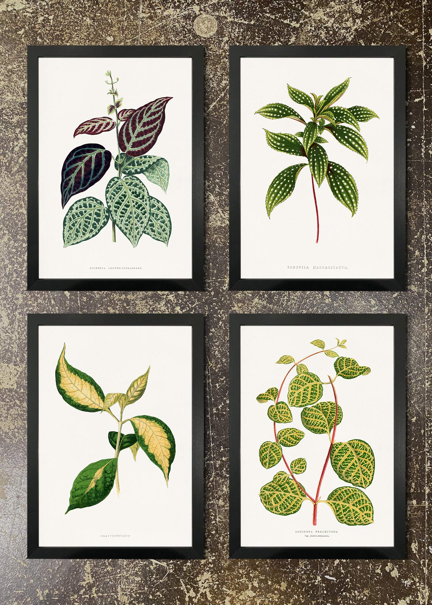 4 Prints & Frames - Botanical Leaves 07